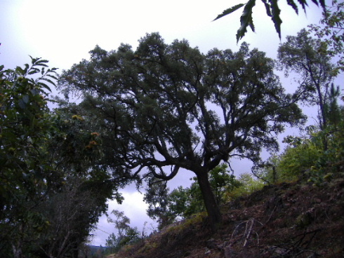 A sobreira grande