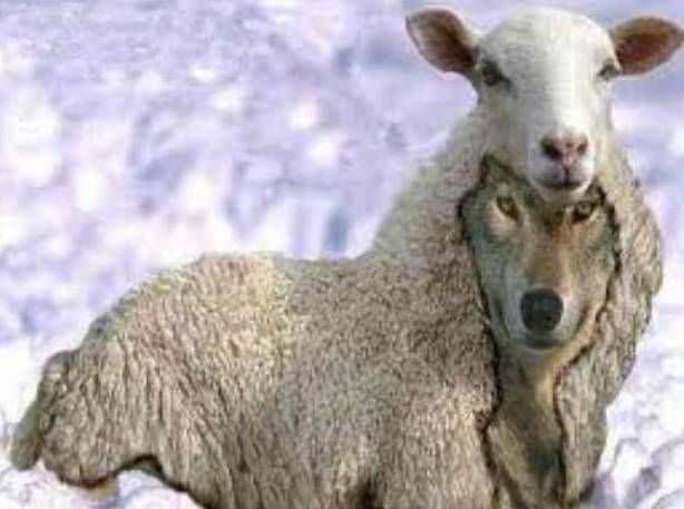 O lobo com disfarce do cordeiro