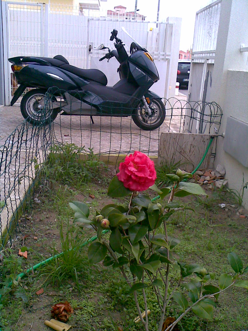 ZEV + camelia