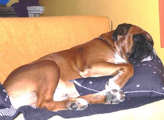 A única altura em que está sossegado e que descansa