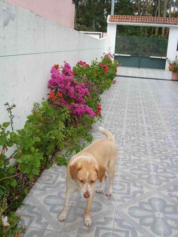 cao-flores.JPG (147.76 KiB) Visto 4225 vezes e o cão não perde uma....